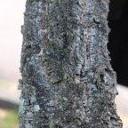 Povoa061.jpg